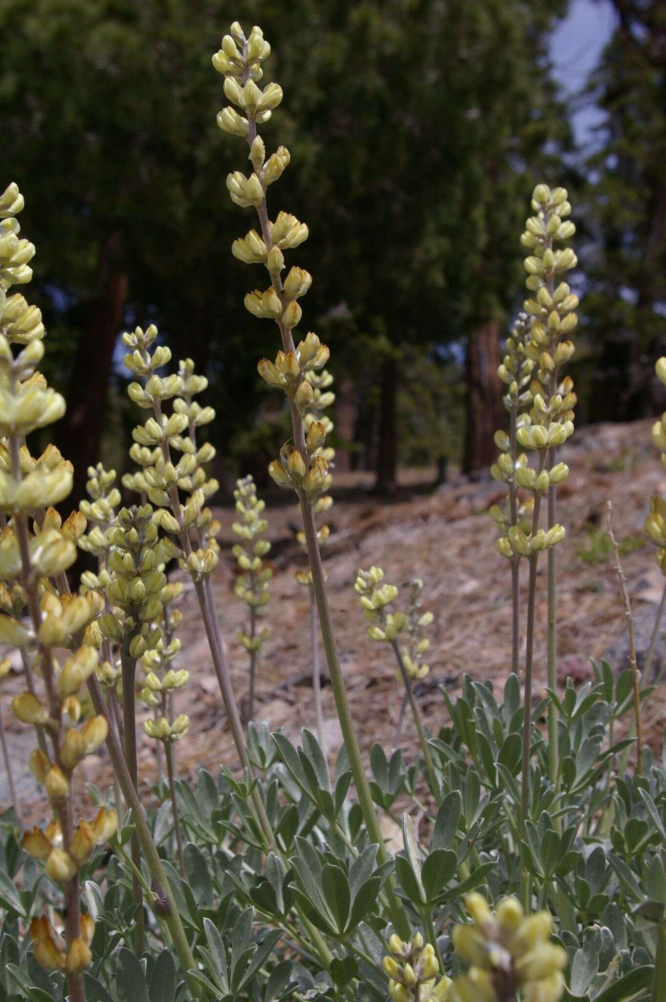 Image of Peirson's Lupine