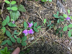 Imagem de Lathyrus nevadensis S. Watson