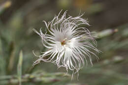 Image of hairy carnation