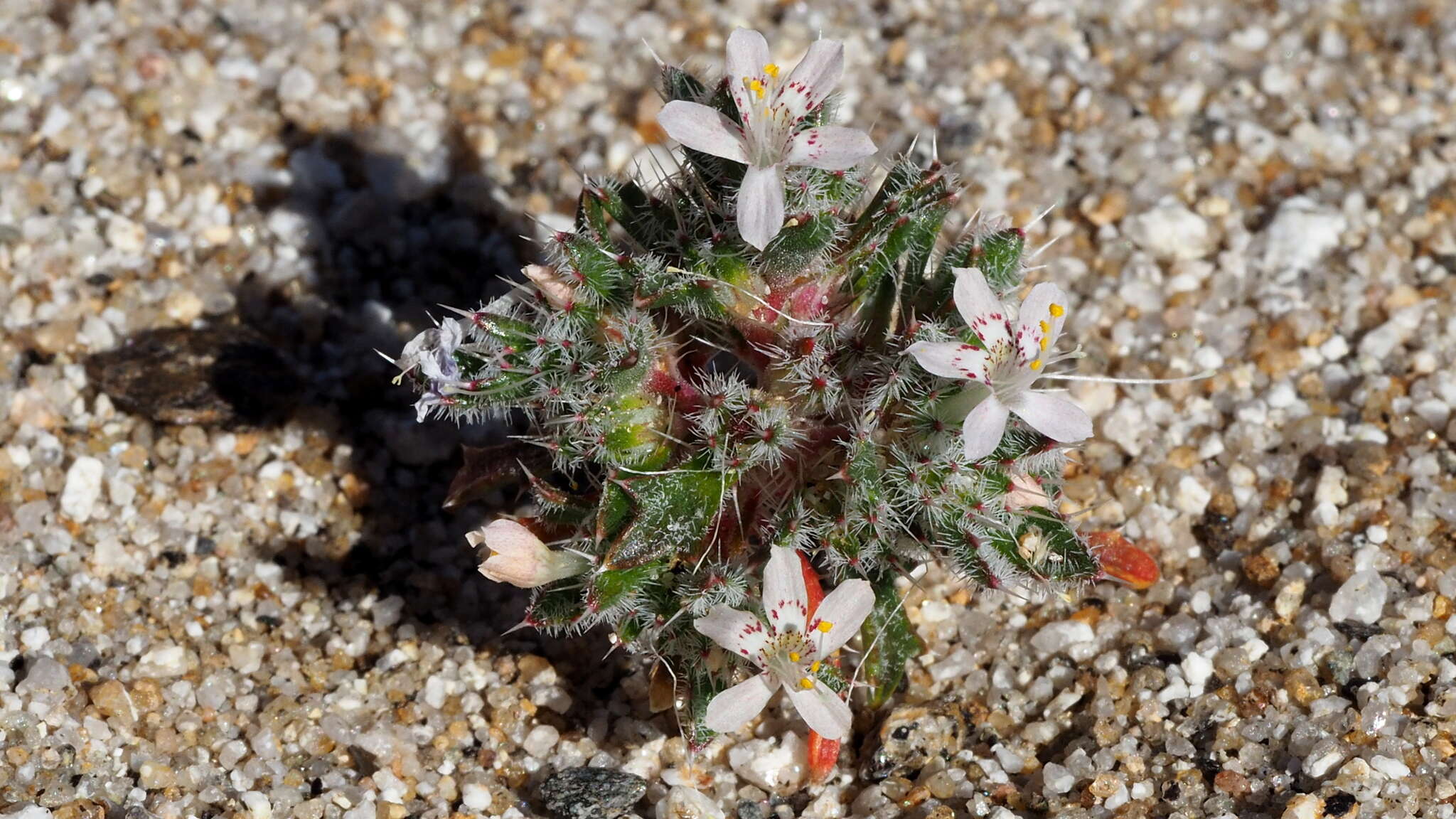 Image of Schott's calico