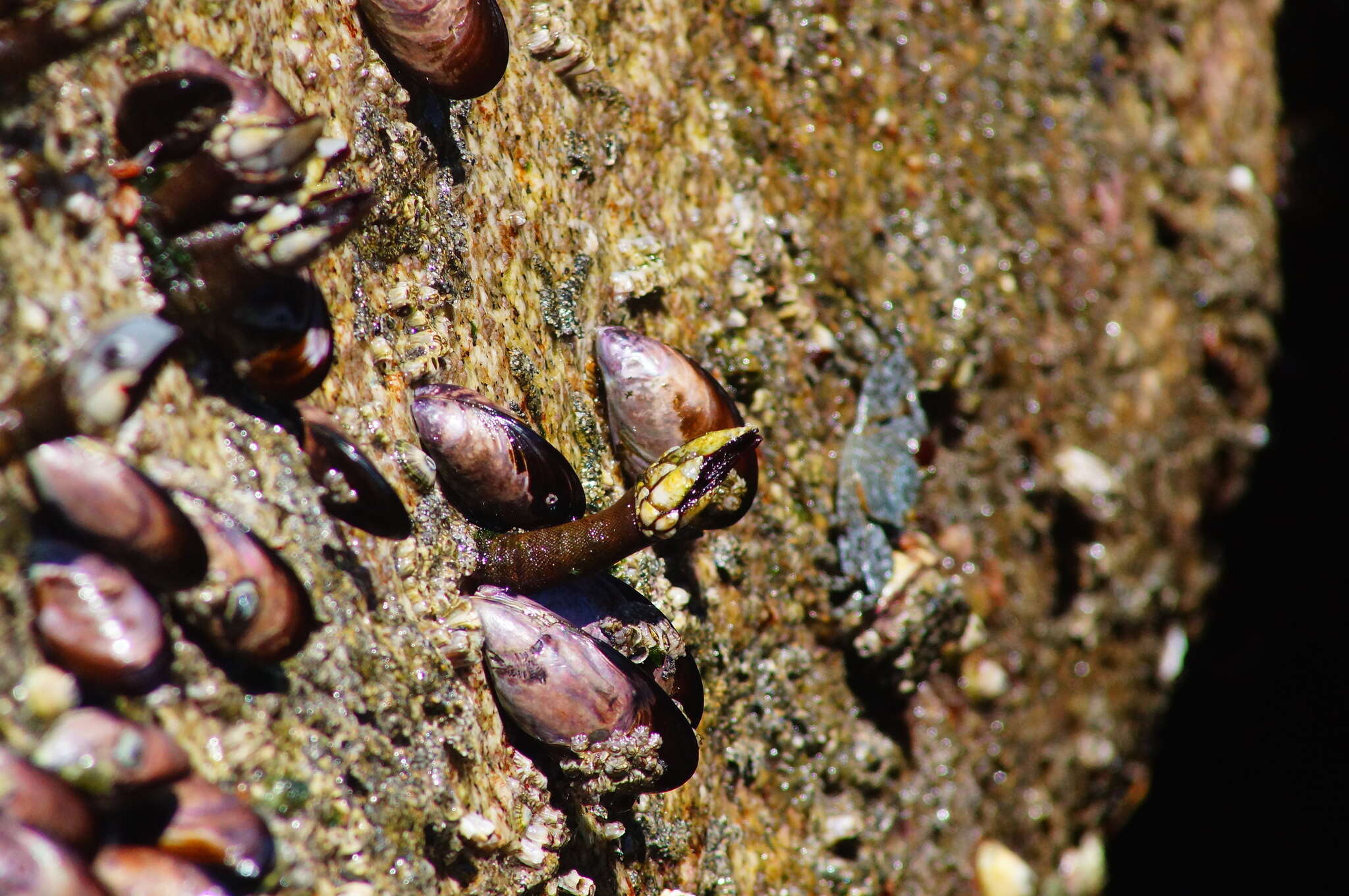 Image of Pacific goose barnacle
