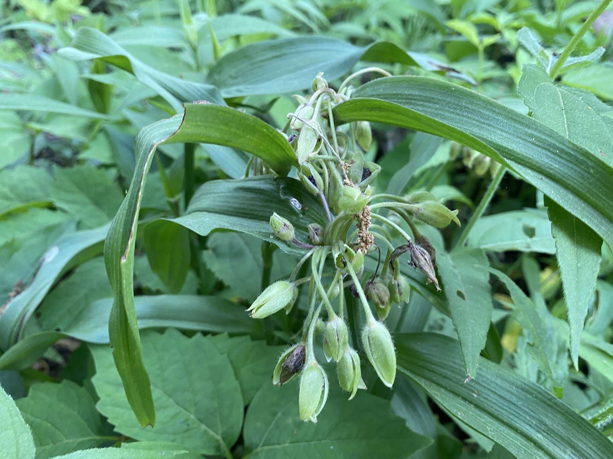 Image of Ozark spiderwort