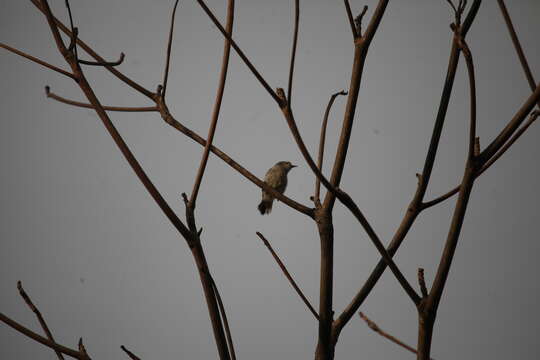 Image of Brown Sunbird