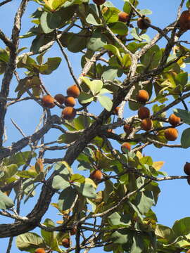 Image of Pouteria torta (Mart.) Radlk.