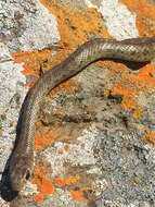 Sivun Coluber constrictor mormon Baird & Girard 1852 kuva