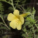 Image de Polemonium pauciflorum subsp. melindae (Rzed., Calderón & Villarreal) J. M. Porter & L. A. Johnson