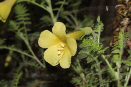 Image of Polemonium pauciflorum subsp. melindae (Rzed., Calderón & Villarreal) J. M. Porter & L. A. Johnson