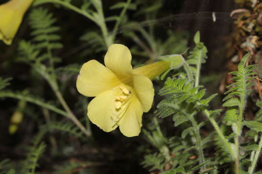 Image de Polemonium pauciflorum subsp. melindae (Rzed., Calderón & Villarreal) J. M. Porter & L. A. Johnson