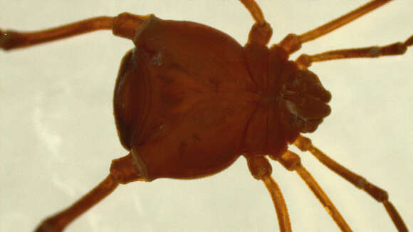 Image of Cynorta blasi