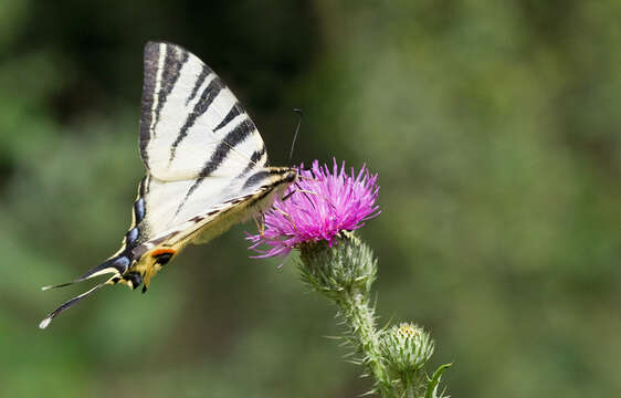 Image of Iphiclides