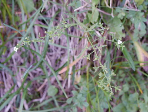 Image of Thesium alpinum L.