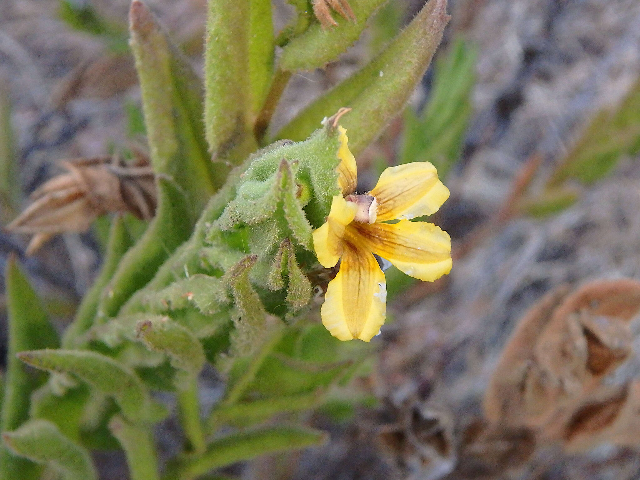 Image of Goodenia amplexans F. Müll.