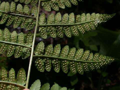 Image de Dryopteris clintoniana (D. C. Eat.) Dowell