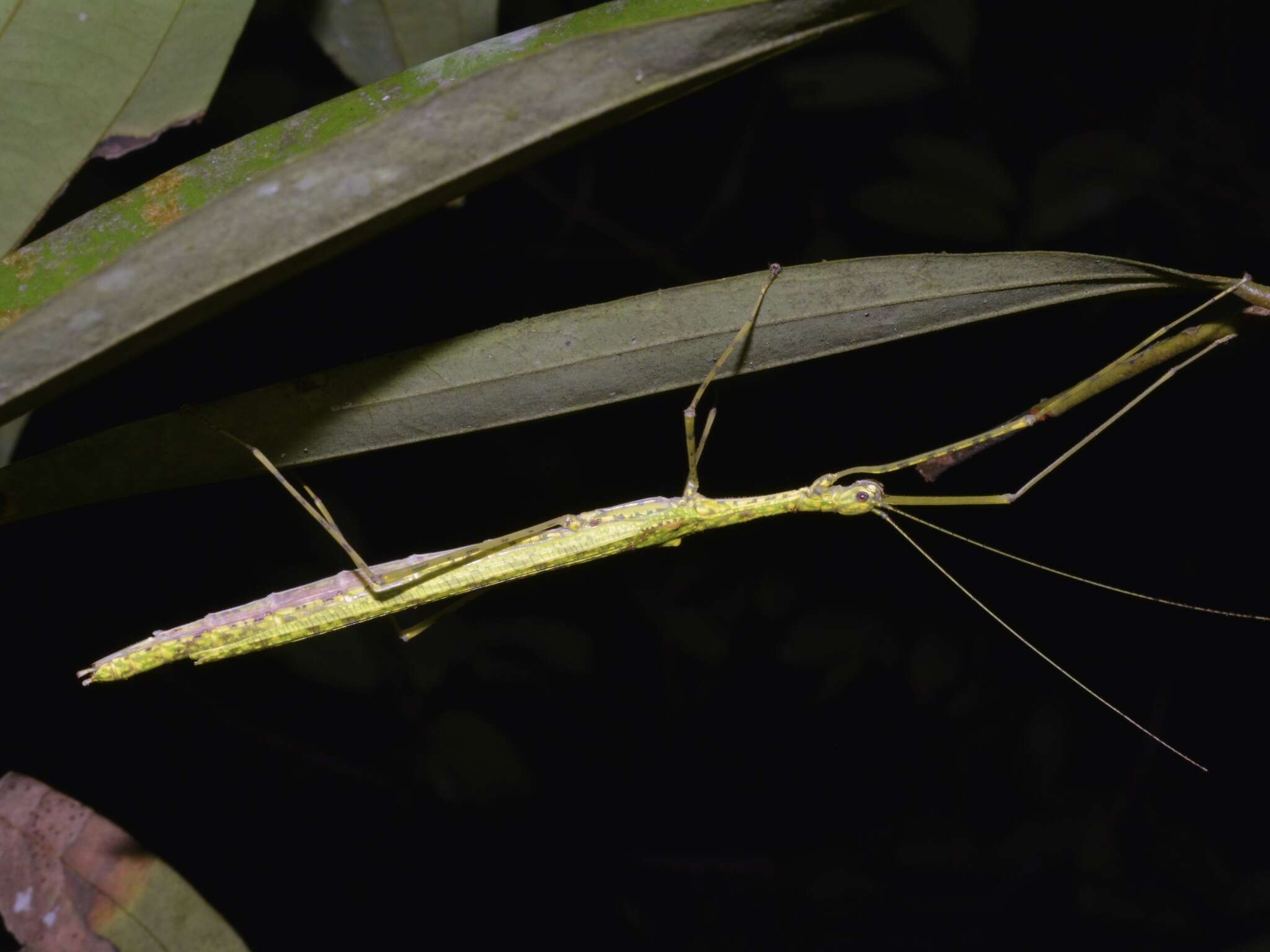 صورة Necroscia punctata (Gray & G. R. 1835)