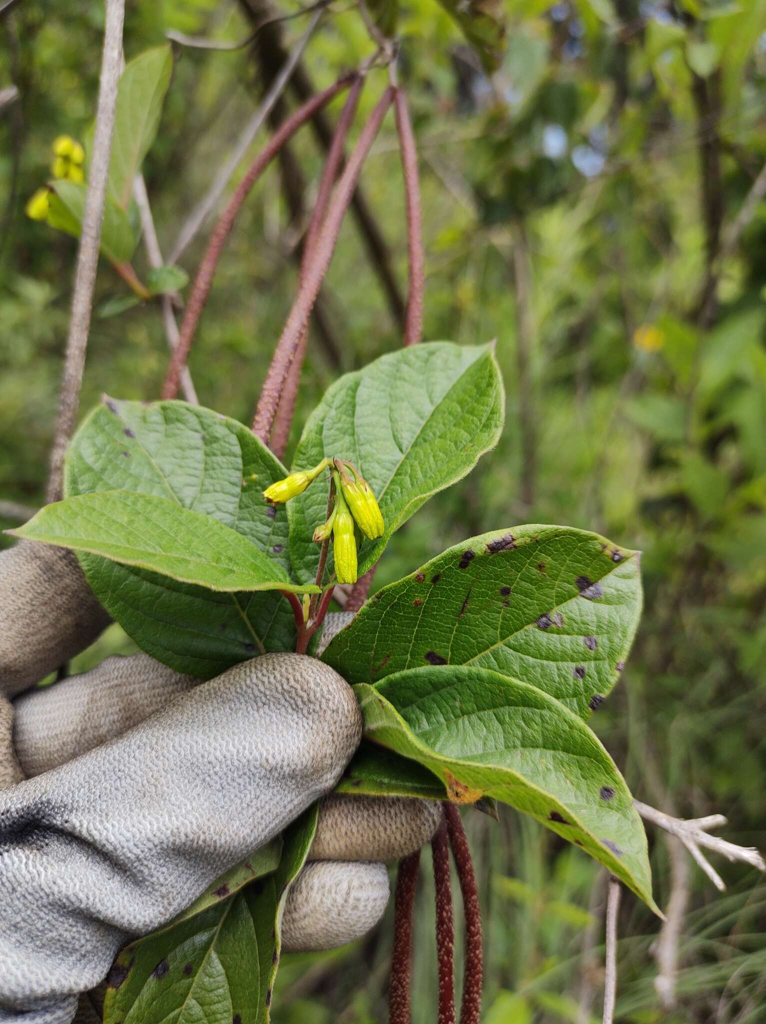 Image of Mandevilla holosericea (Sesse & Moc.) J. K. Williams