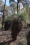 Image of Xanthorrhoea glauca subsp. angustifolia D. J. Bedford