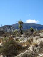 Image of Mexican Pony Tail Palm