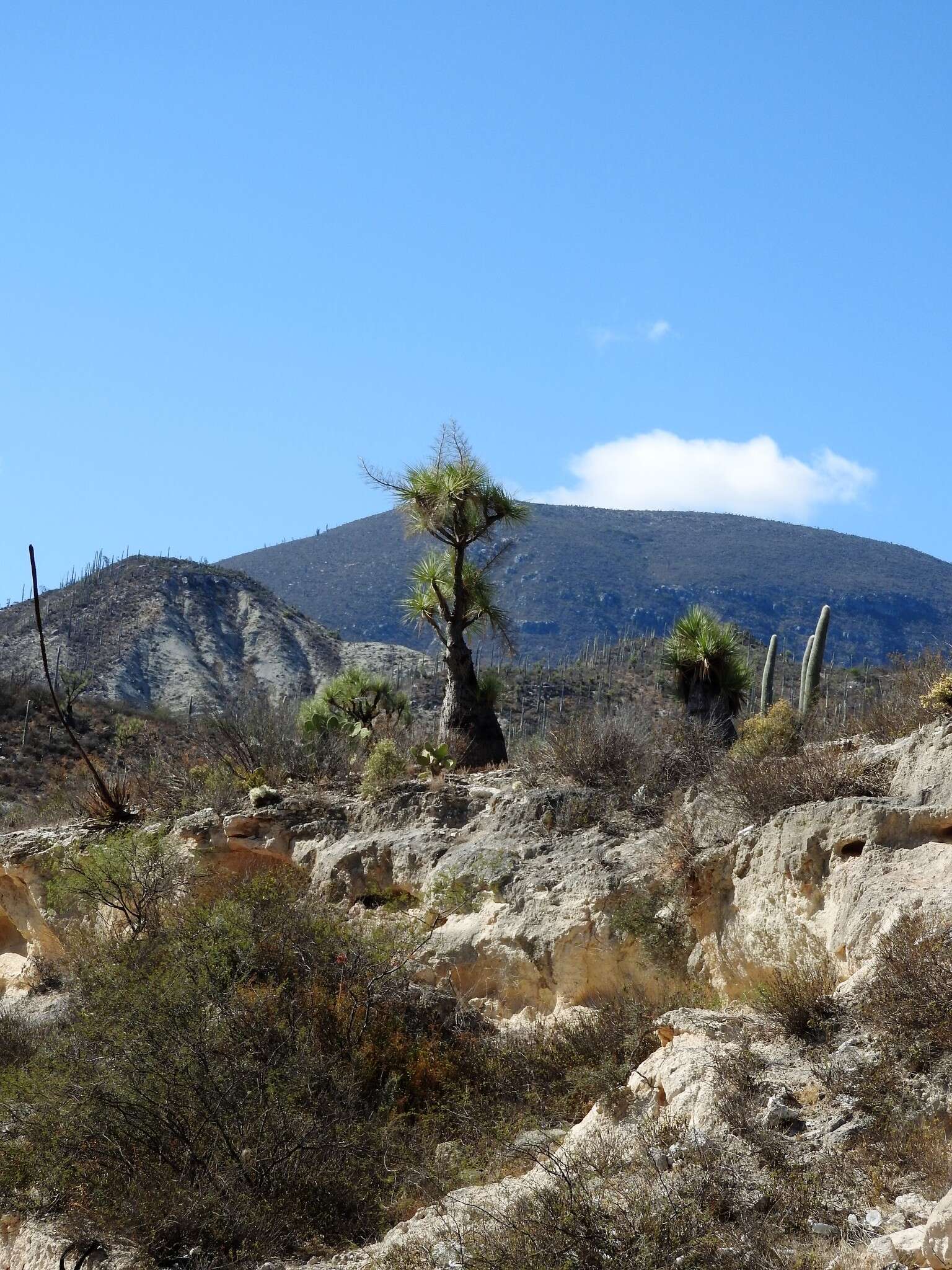 Image of Mexican Pony Tail Palm