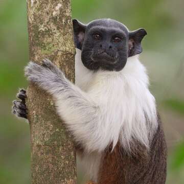 Image of Brazilian Bare-faced Tamarin