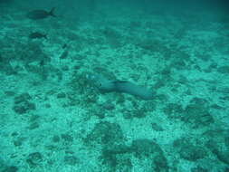 Image of Hourglass moray