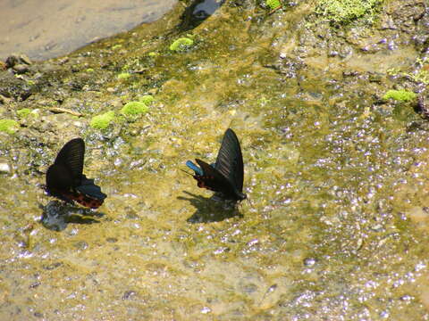 Image de Papilio dialis (Leech 1893)