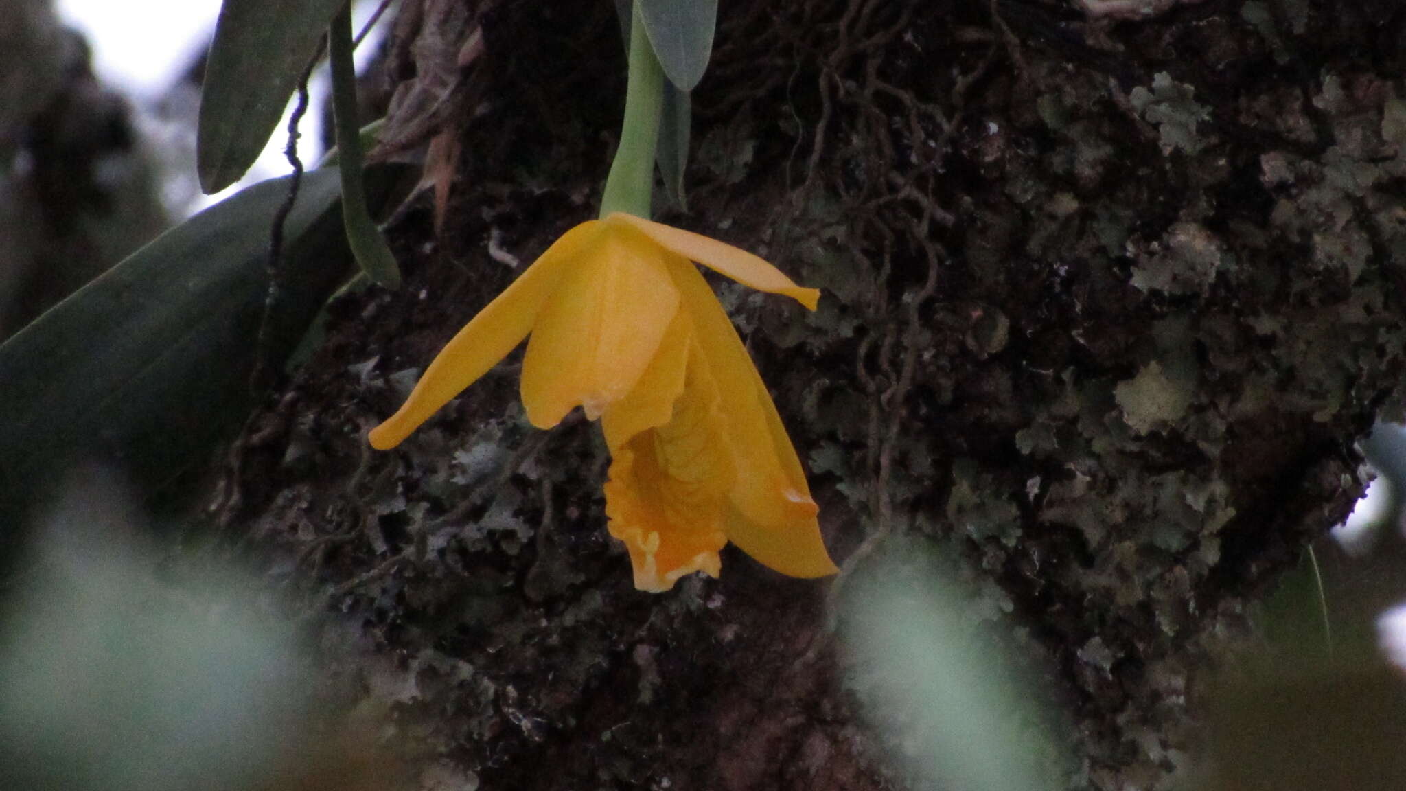 Image of Daffodil orchid