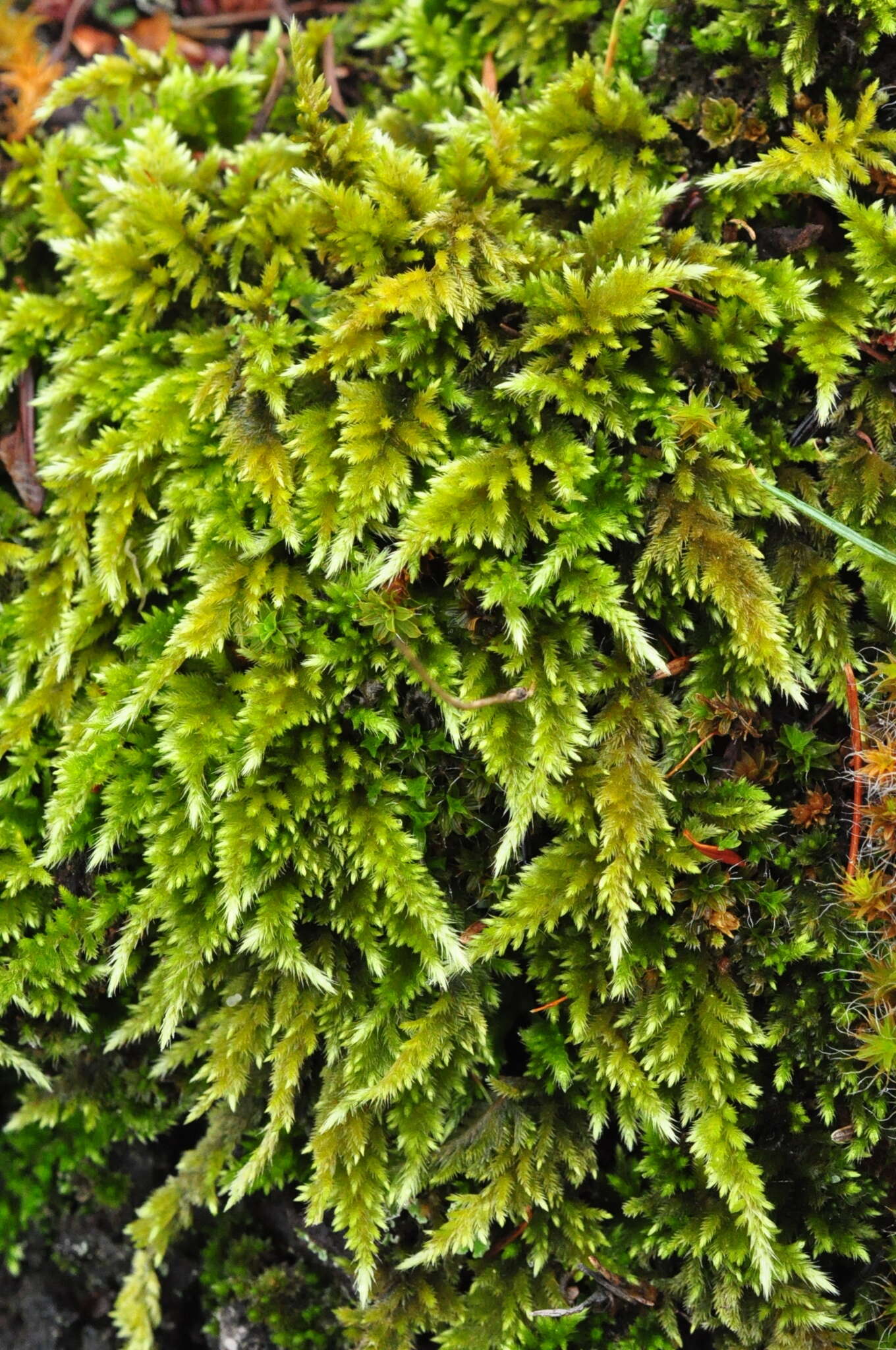 Image of Nuttall's homalothecium moss