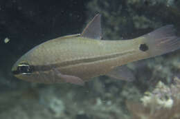 Image of Bridled cardinalfish