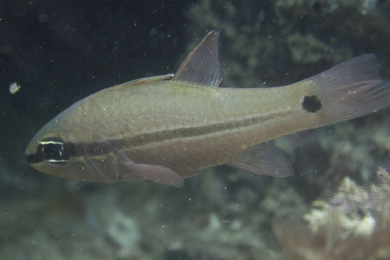 Image of Bridled cardinalfish