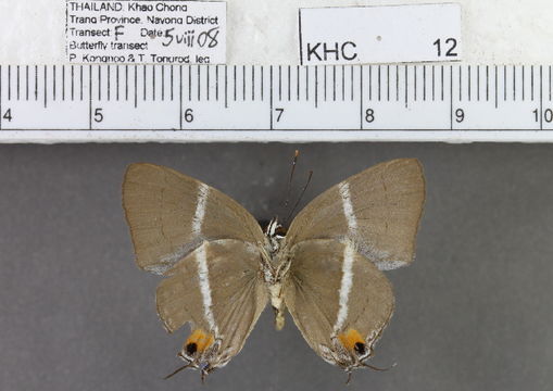 Image of <i>Dacalana <i>sinhara</i></i> sinhara