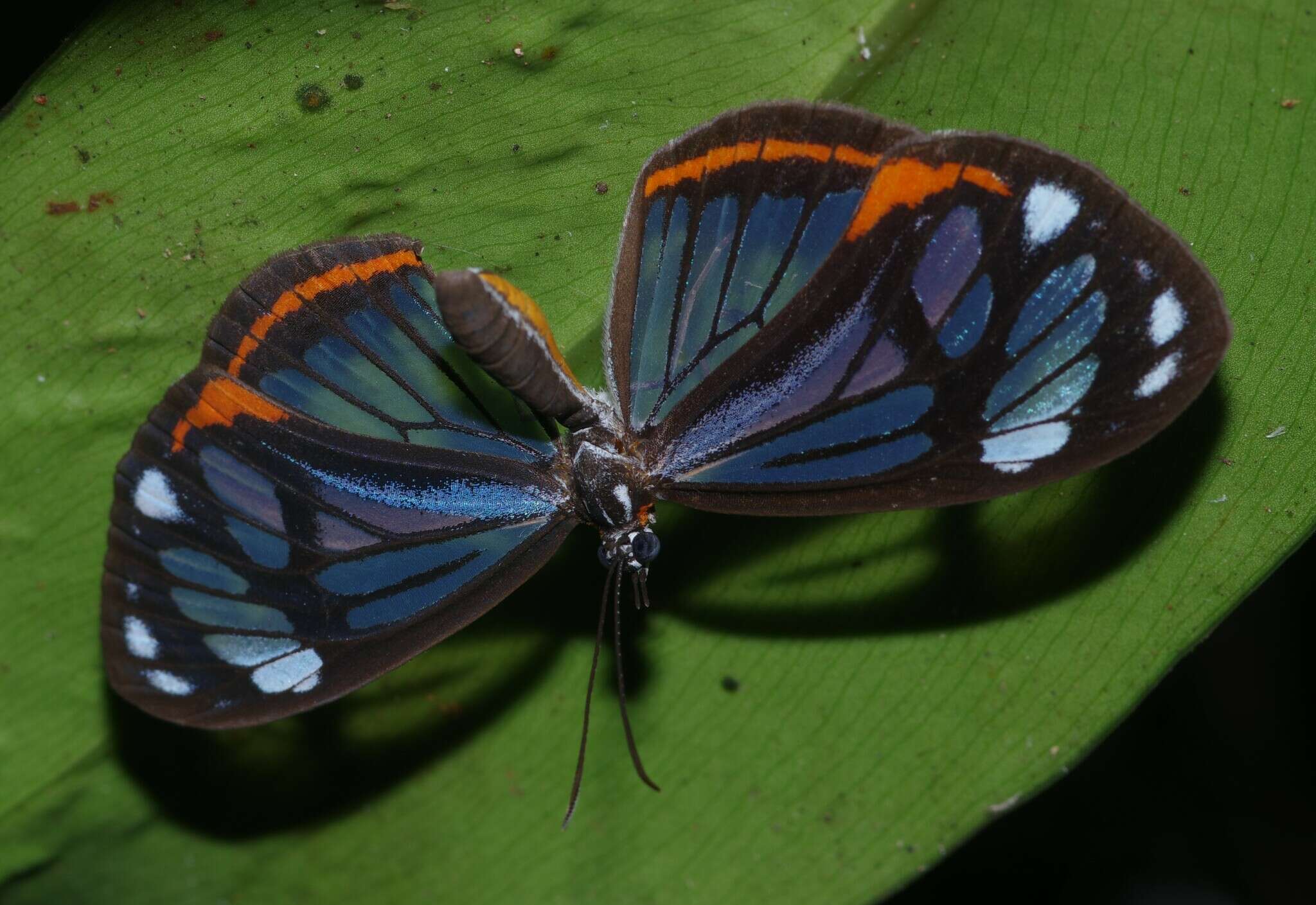 Image of Stalachtis phaedusa Hübner 1818