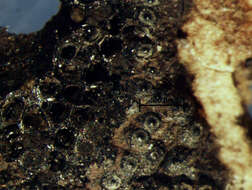 Image of Annulohypoxylon stygium (Lév.) Y. M. Ju, J. D. Rogers & H. M. Hsieh 2005