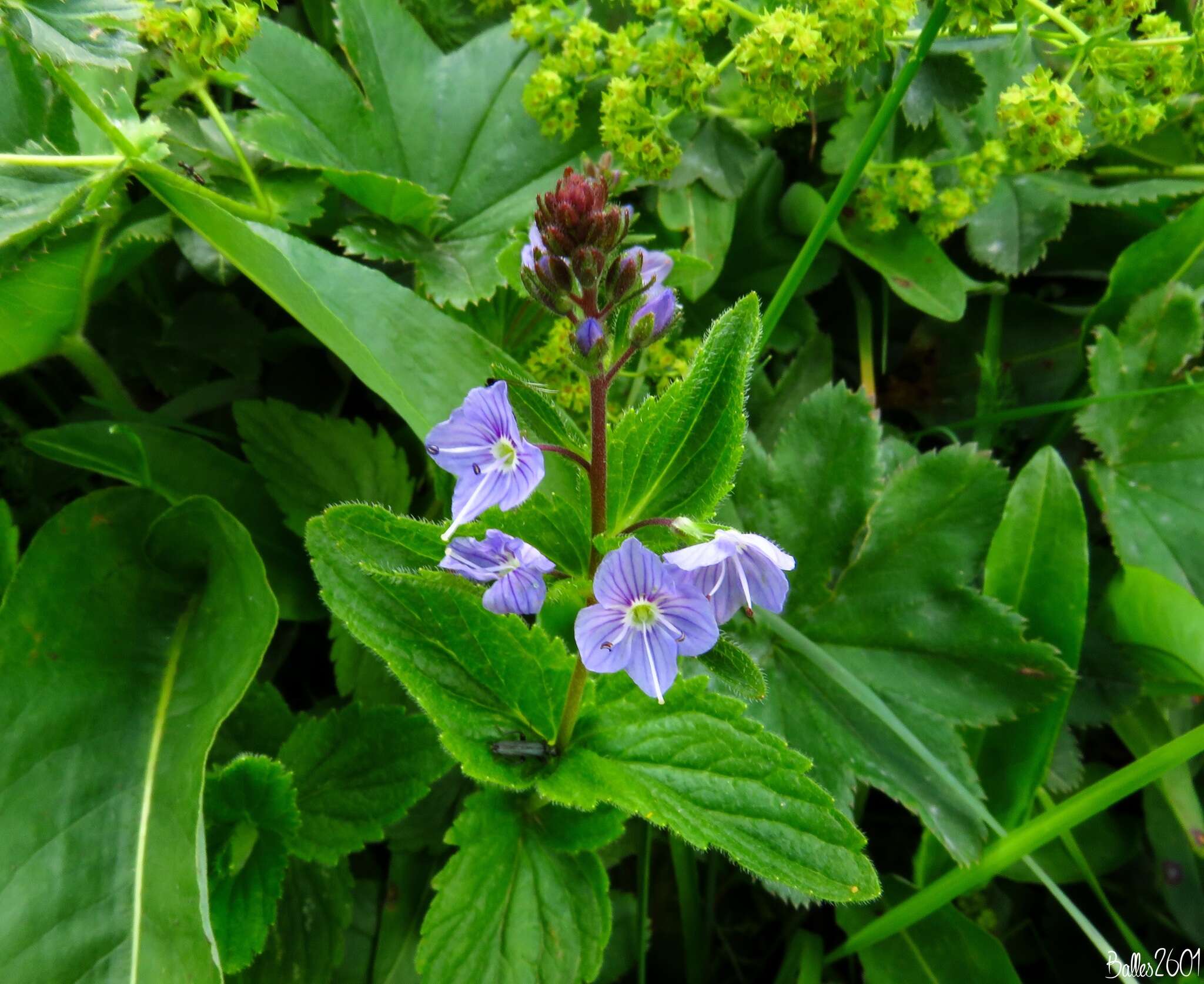 Image of Veronica ponae Gouan