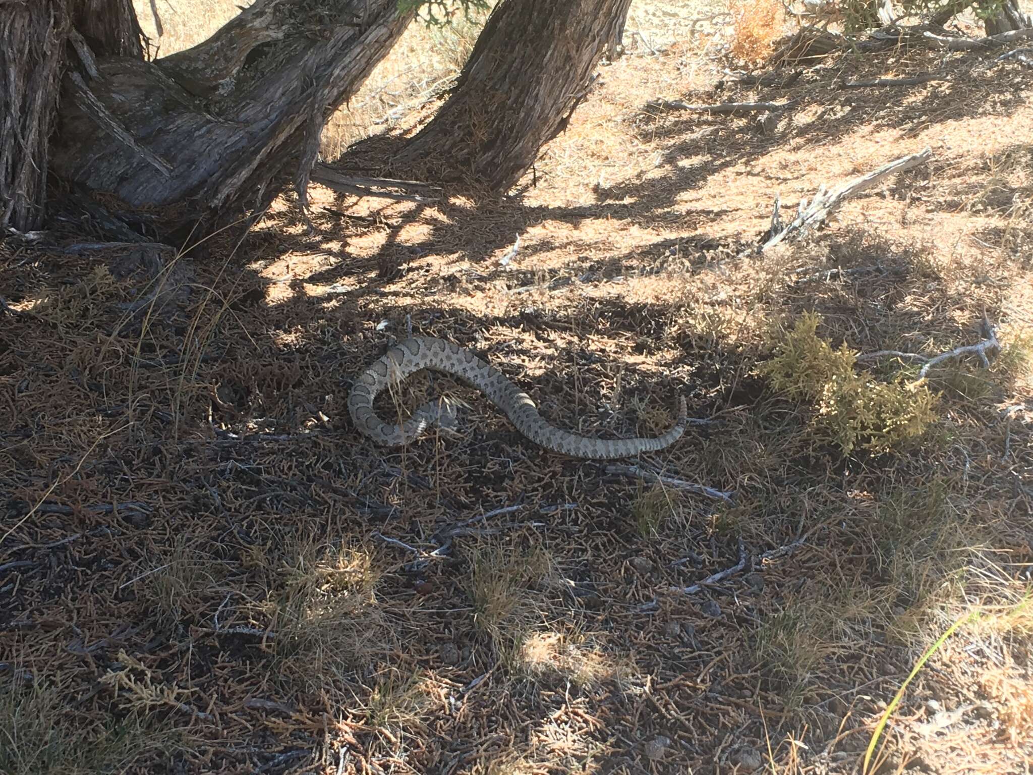 Imagem de Crotalus oreganus concolor Woodbury 1929