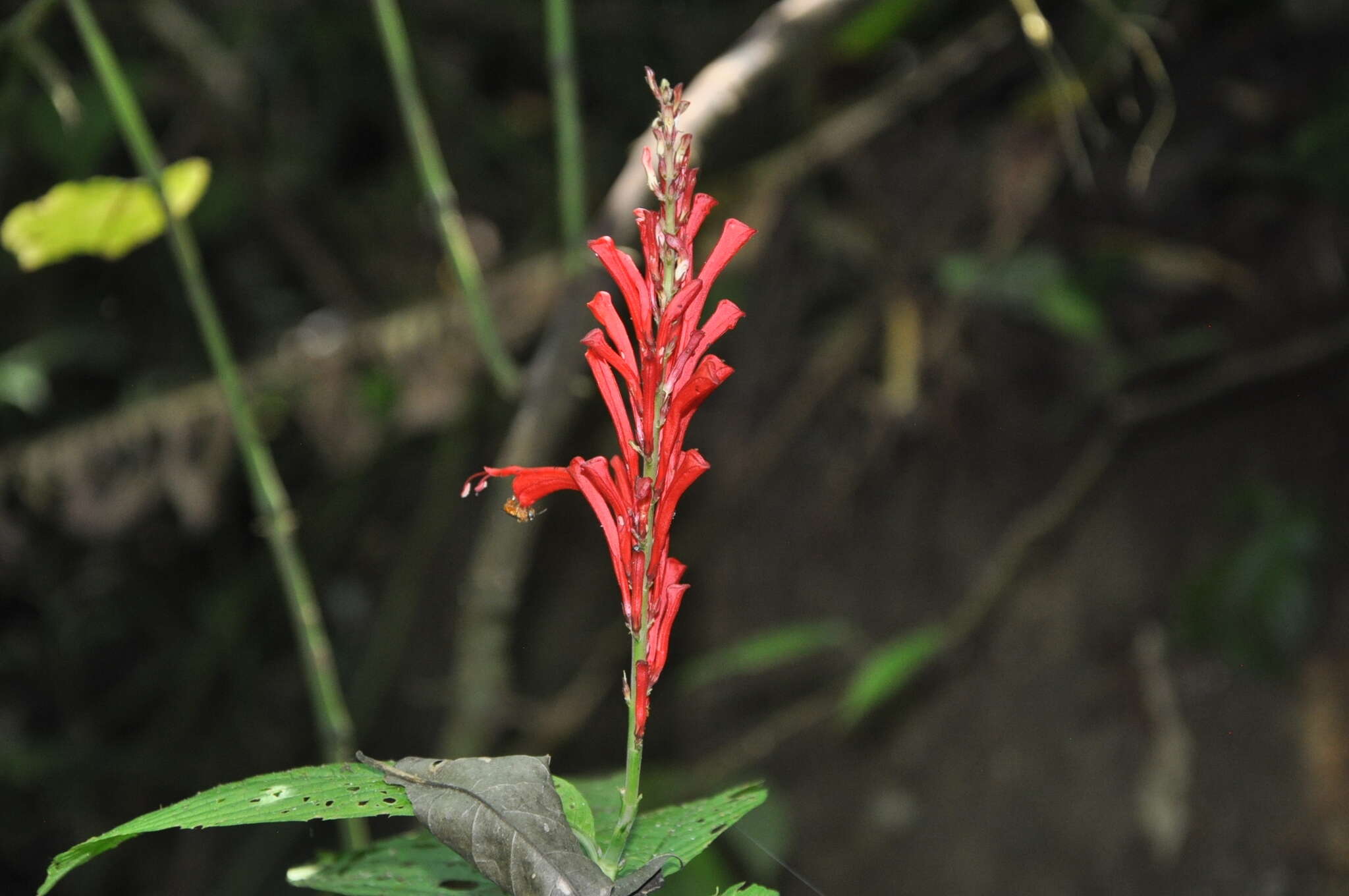 Image of Stenostephanus leiorhachis