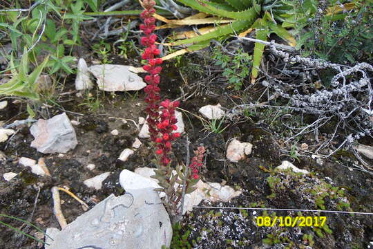 Image of Villadia cucullata Rose