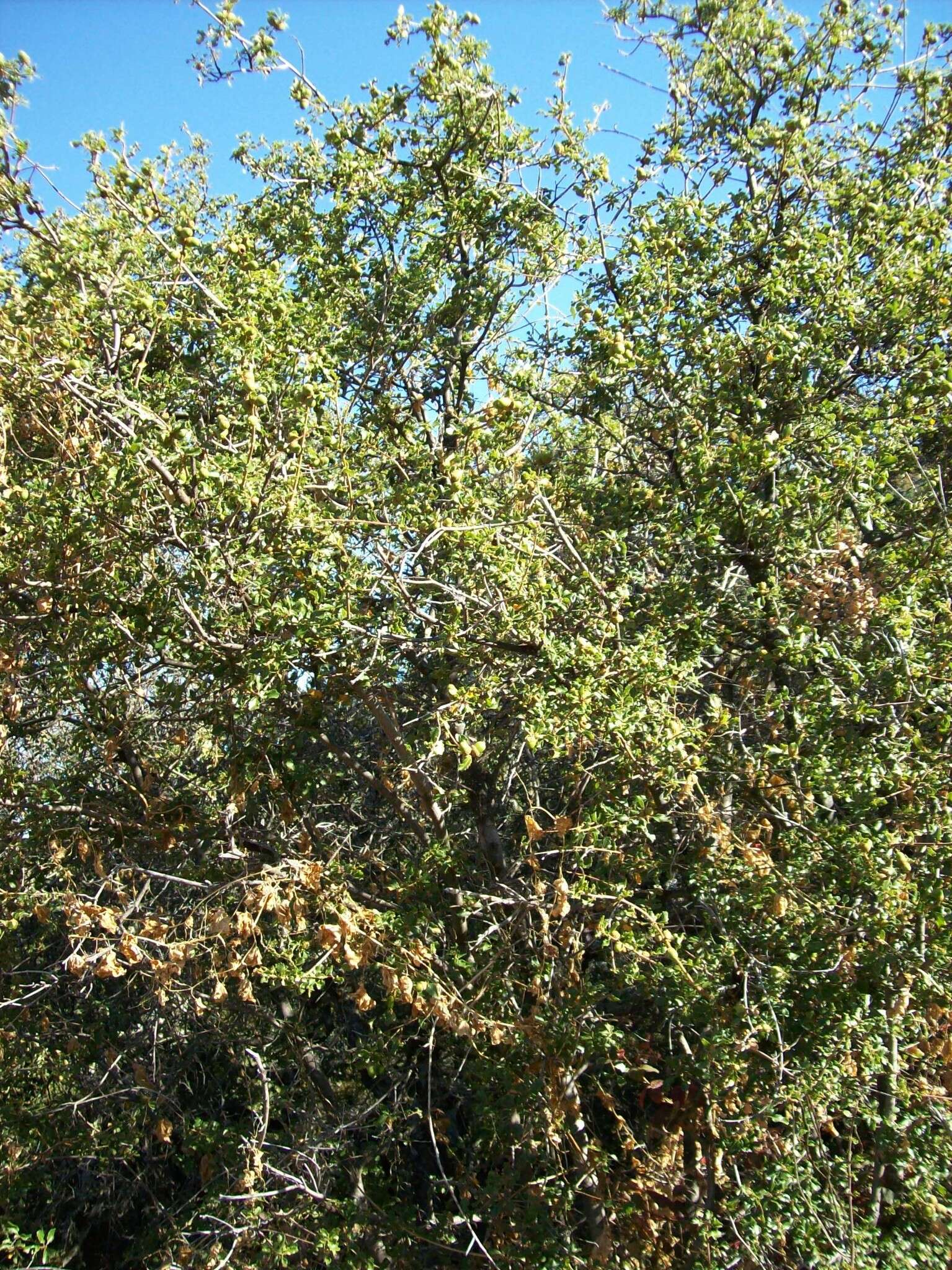 Слика од Quercus berberidifolia Liebm.