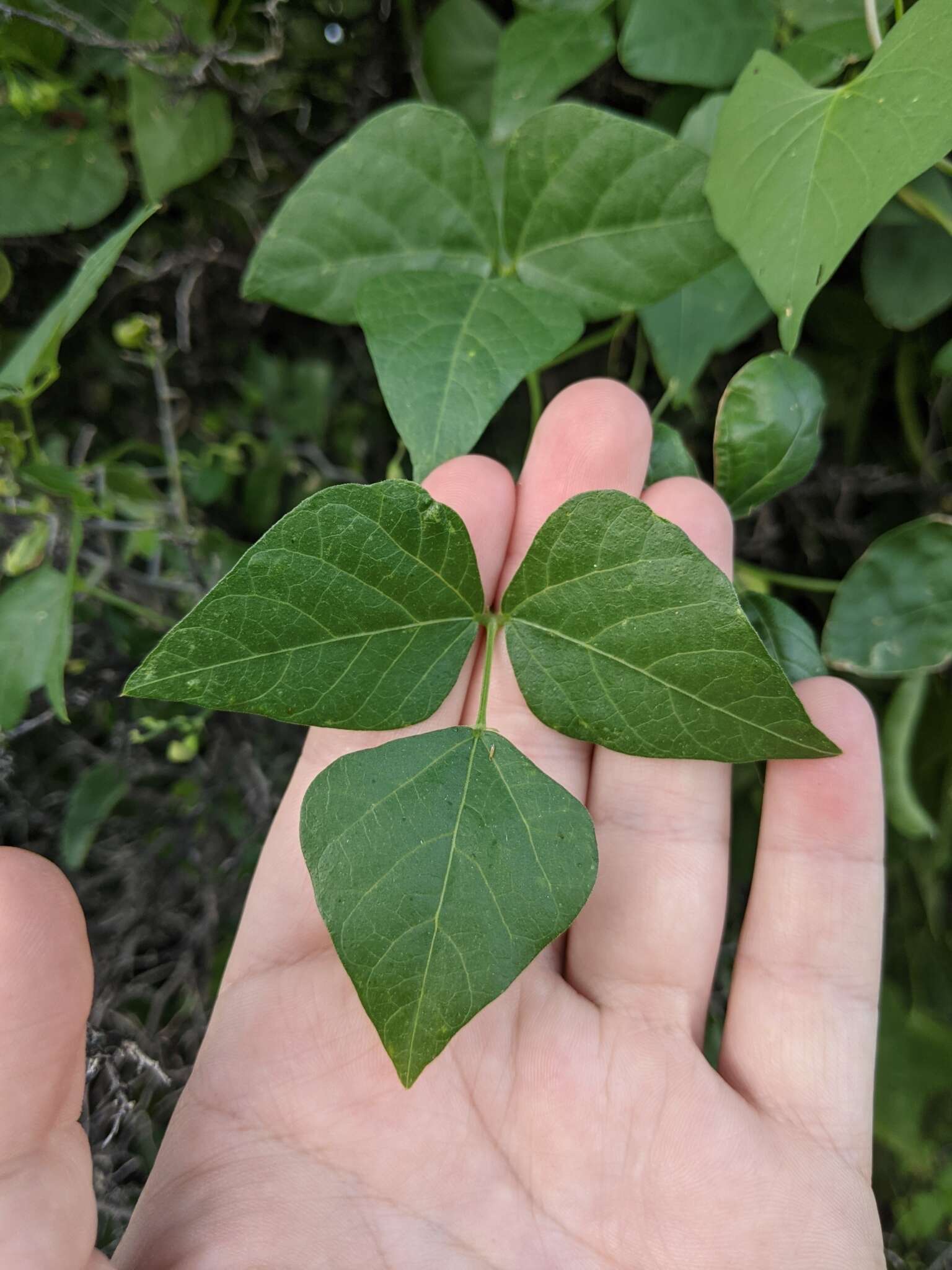 Plancia ëd Phaseolus acutifolius A. Gray