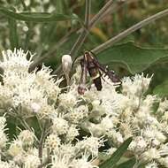 Image of The Boneset Borer