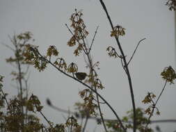 Image of Chestnut-flanked White-eye