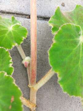 Image of Fröbelbegonia