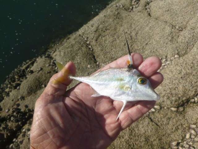 Image of Black-flag tripodfish