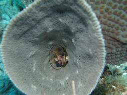 Image of yellowbanded coral shrimp