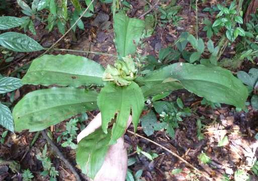 Слика од Commelina longicapsa C. B. Clarke