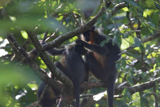 Image of Bonneted Langur