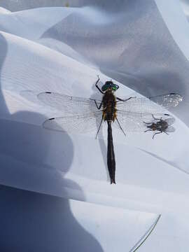 Image of American Emerald