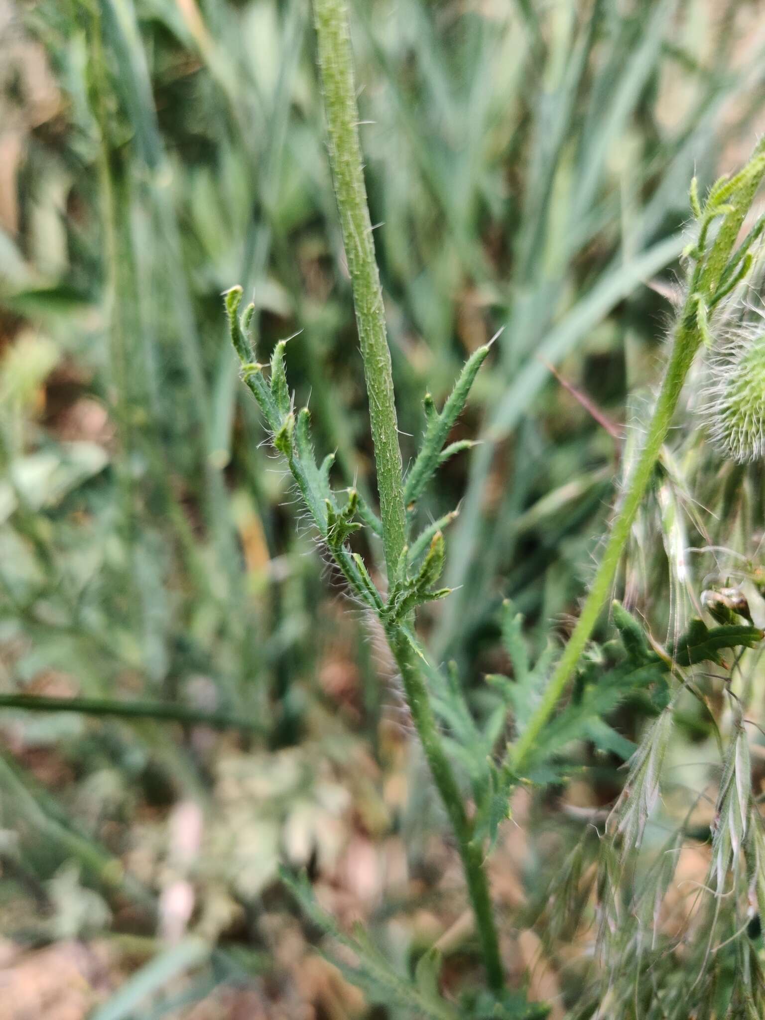 Image of Papaver albiflorum subsp. austromoravicum K. Kubat