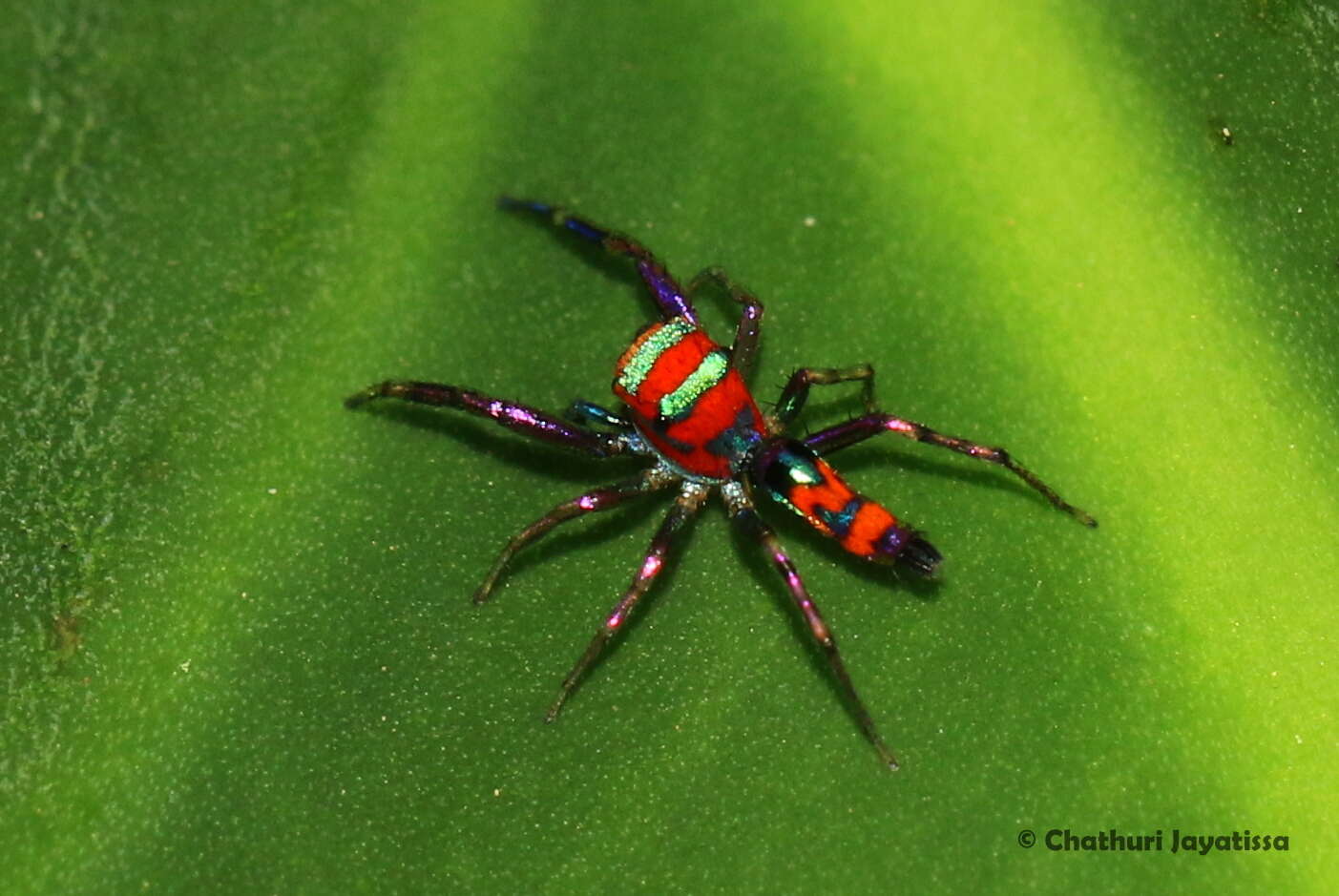 Слика од Chrysilla volupe (Karsch 1879)