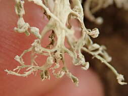 Imagem de Ramalina pollinaria (Westr.) Ach.