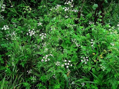 Plancia ëd Torilis japonica (Houtt.) DC.